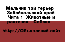 Мальчик той-терьер - Забайкальский край, Чита г. Животные и растения » Собаки   
